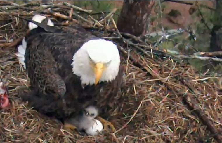 Berry eagles