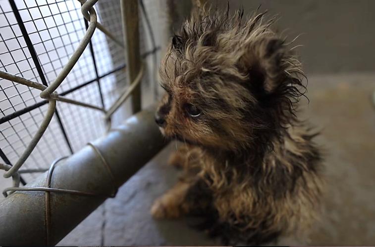 Dog from hoarding situation in Dade County