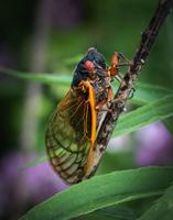 Cicada Brood Emerging in Northwest Georgia