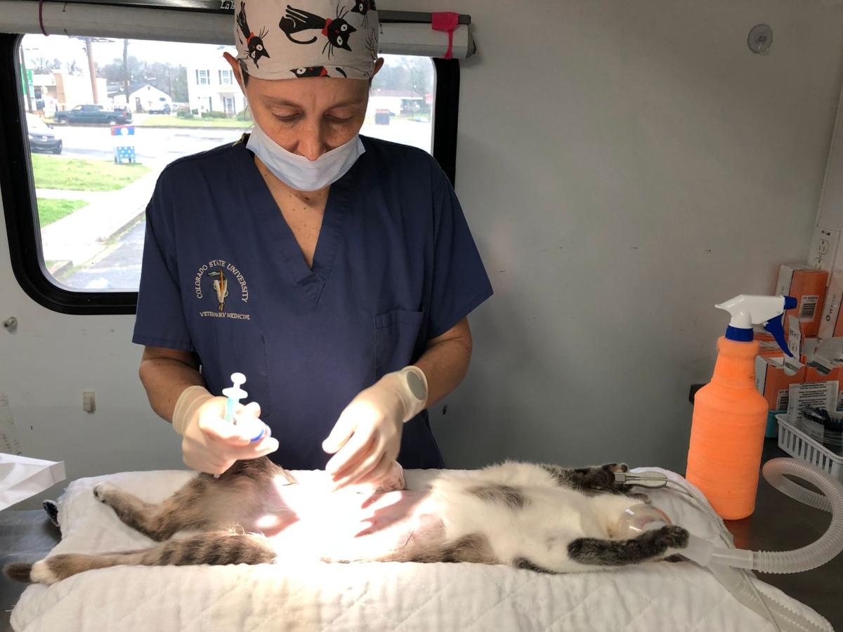 Rome Floyd Humane Society Event Spays And Neuters Up To 130 Cats