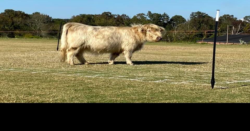 Gordon County Young Farmers hosts successful Cow Patty Bingo for Connor