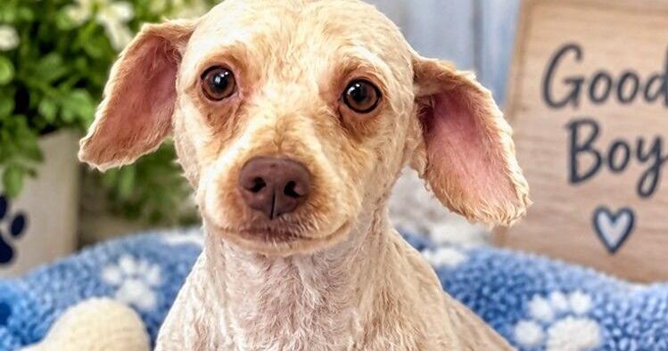 This Week's Standard Journal Pet of the Week