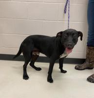 GCAC Pets of the Week