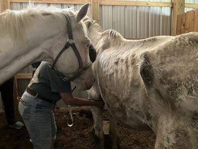 Malnourished horses
