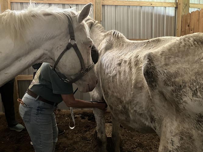 Malnourished horses