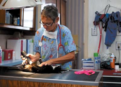 Local Veterinarians Neuter Pets For Free As Part Of Fix Georgia Pets Local News Northwestgeorgianews Com