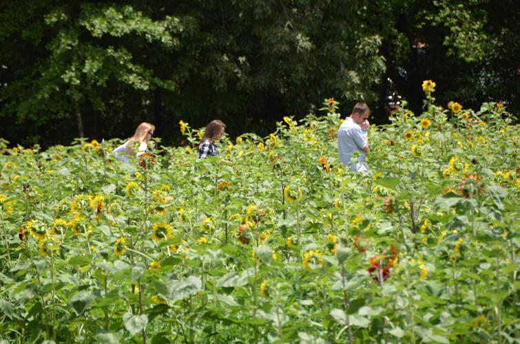 Copper Creek Farm Gears Up For 2020 Sunflower Festival The Calhoun Times Northwestgeorgianews Com