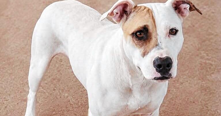 Pets of the week for Oct. 31, 2026