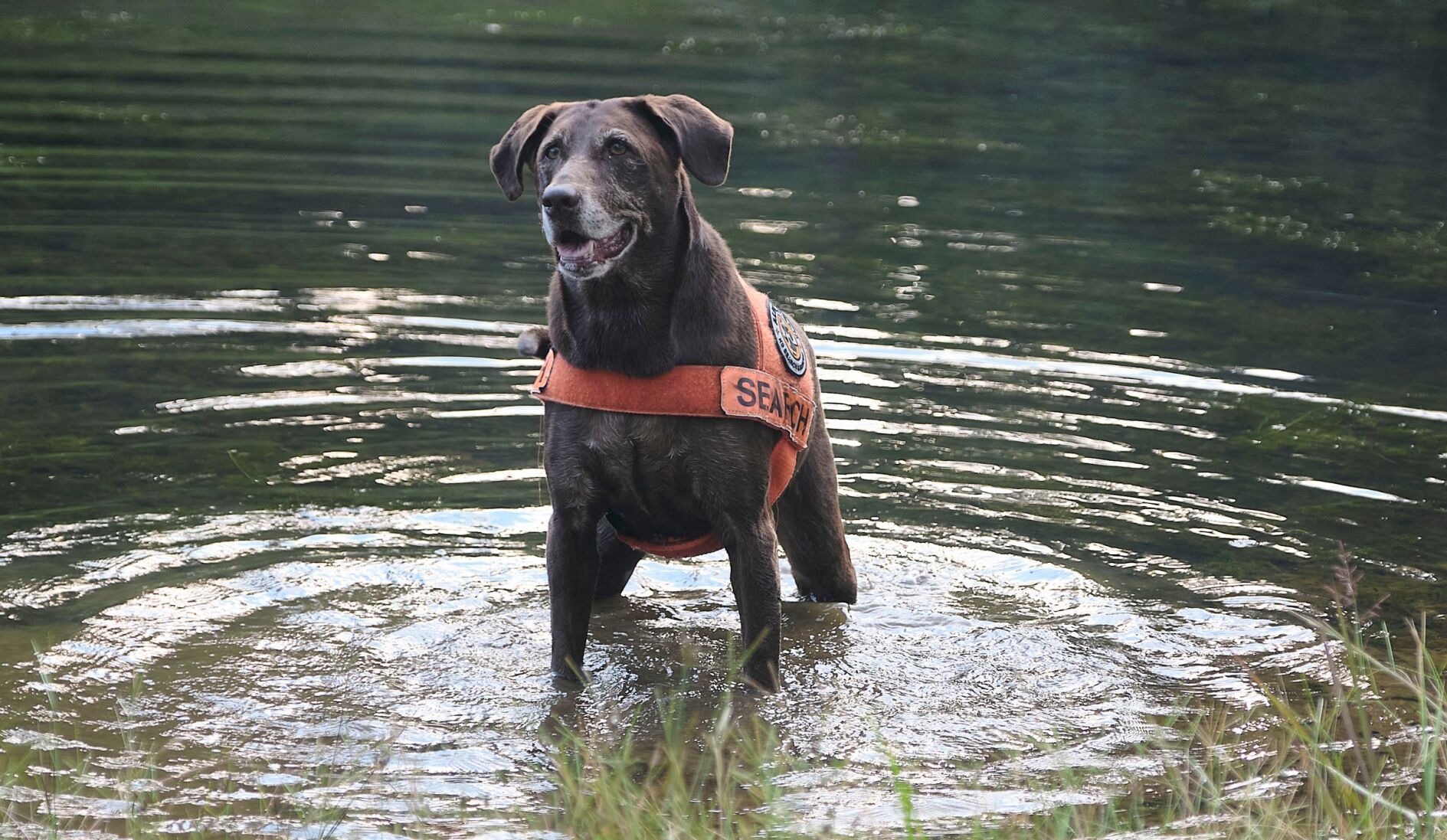 k9 search and rescue seminars