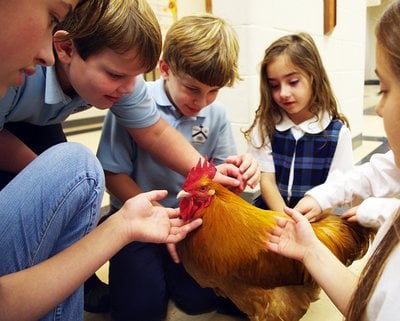 Lot size v. number: The latest chicken debate in ULDC amendment for chickens - Vimarsana News