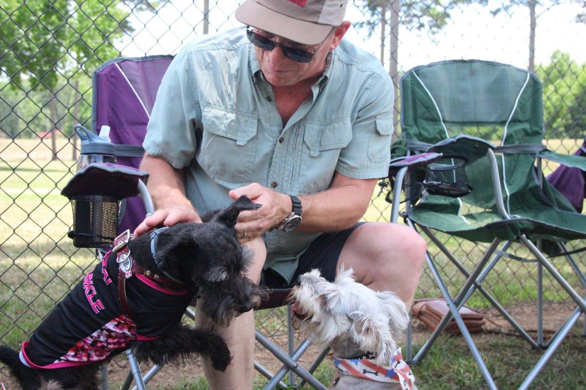 Schnauzerfest Rome aims to set a world record with dogs from around the