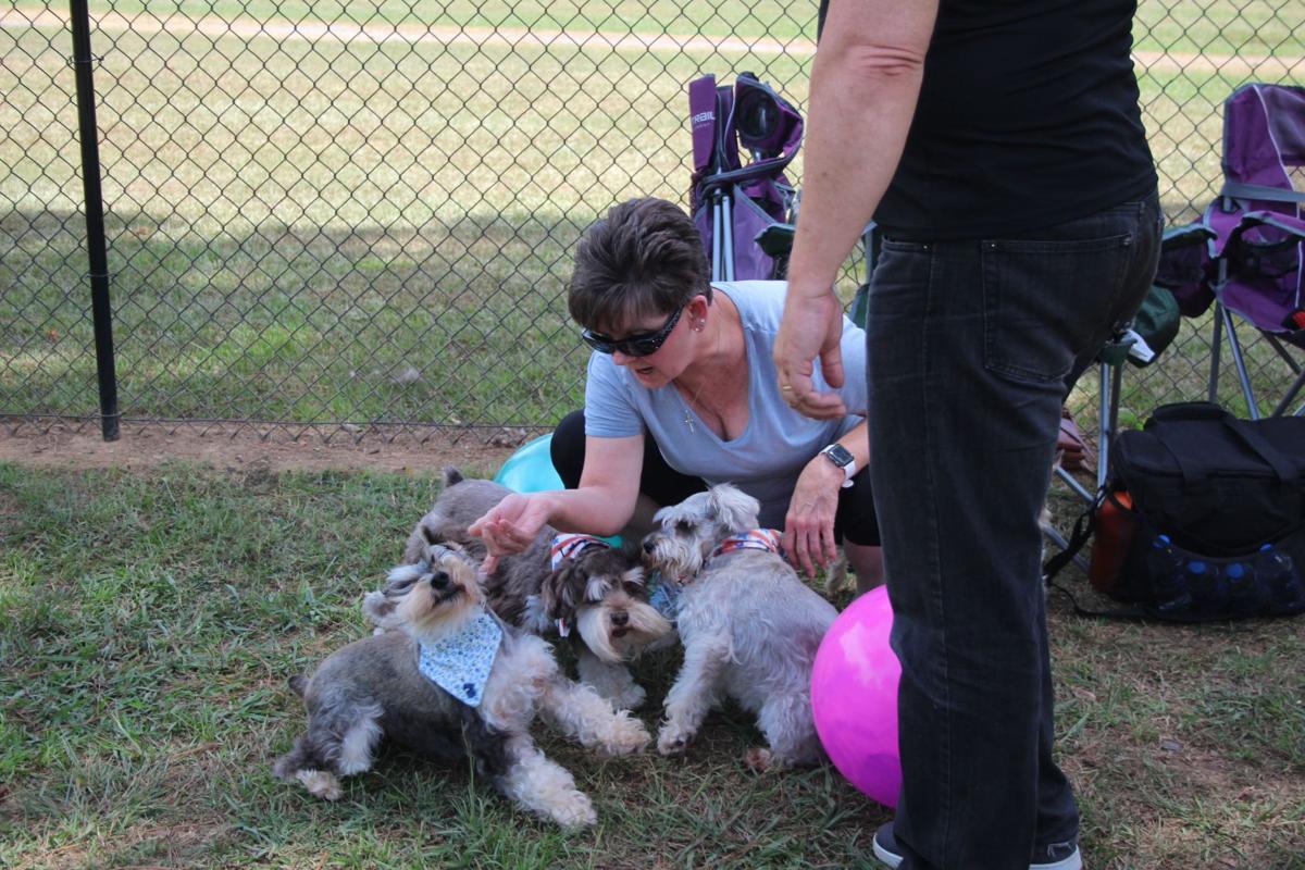 Schnauzerfest Rome aims to set a world record with dogs from around the