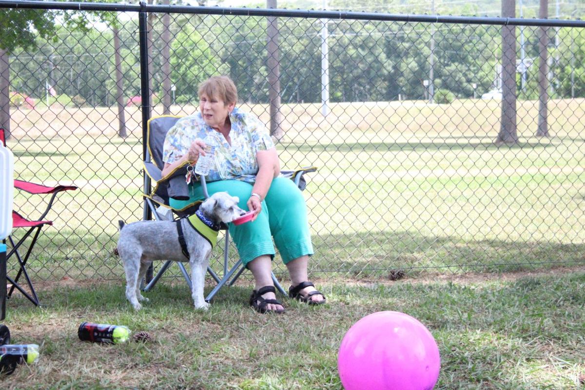 Schnauzerfest Rome aims to set a world record with dogs from around the