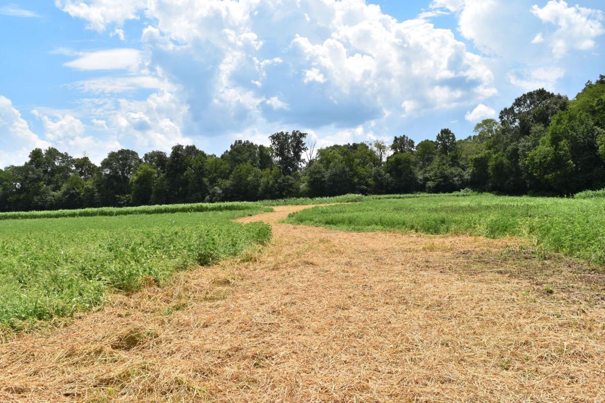 Resaca's Chitwood Farm to host 1st annual dove shoot News