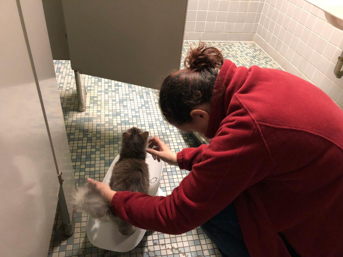 Rome Floyd Humane Society Event Spays And Neuters Up To 130 Cats