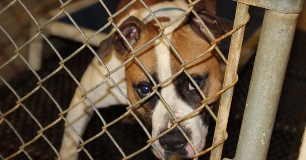 Floyd County Animal Control sees drop in intake and euthanasia | Local News  