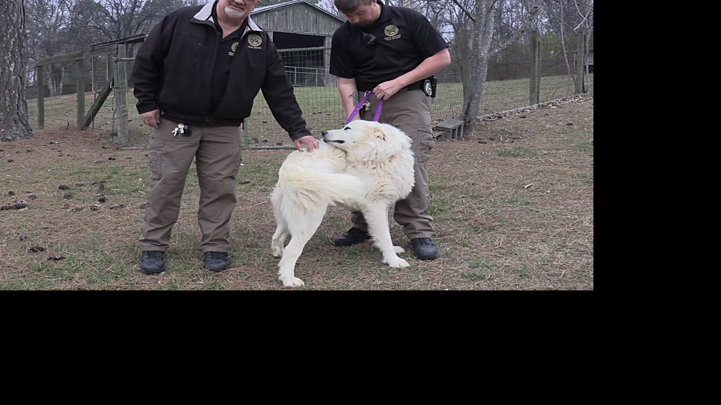 Catoosa Animal Control Meet the Animals Via Video Lifestyles
