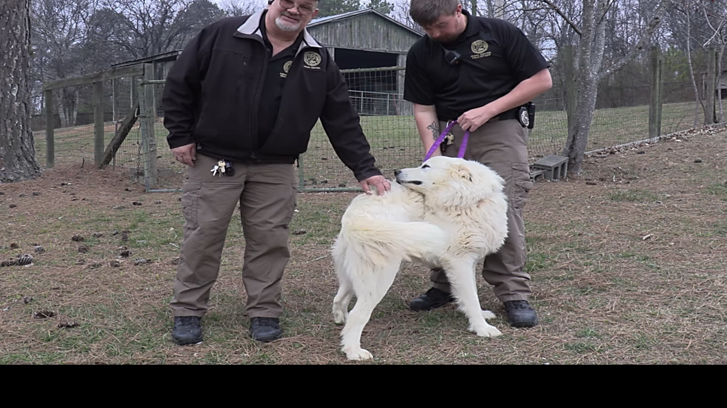 Catoosa Animal Control Meet the Animals Via Video Lifestyles