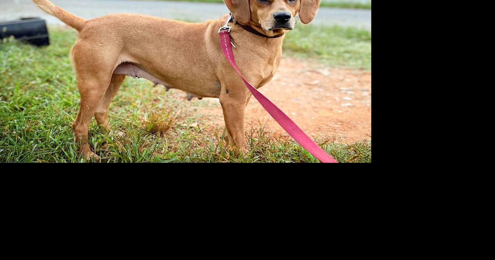 Standard Journal Pets of the Week for the Wednesday, Oct. 12, 2022 edition Local