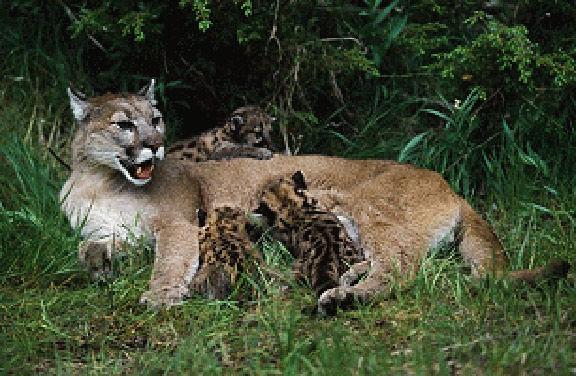 how much does a puma weigh