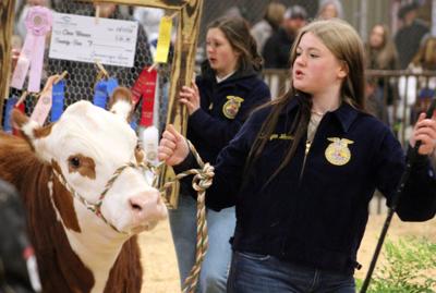 Cattle sale highlights bonds