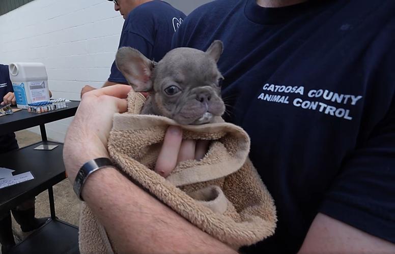 Puppy in a towel at Catoosa Animal Control