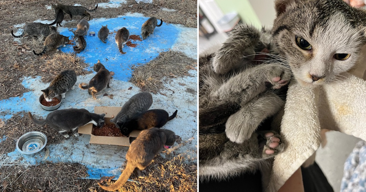 Rescuers Help 18 Cats After Owners Die in House Fire | Lifestyles ...