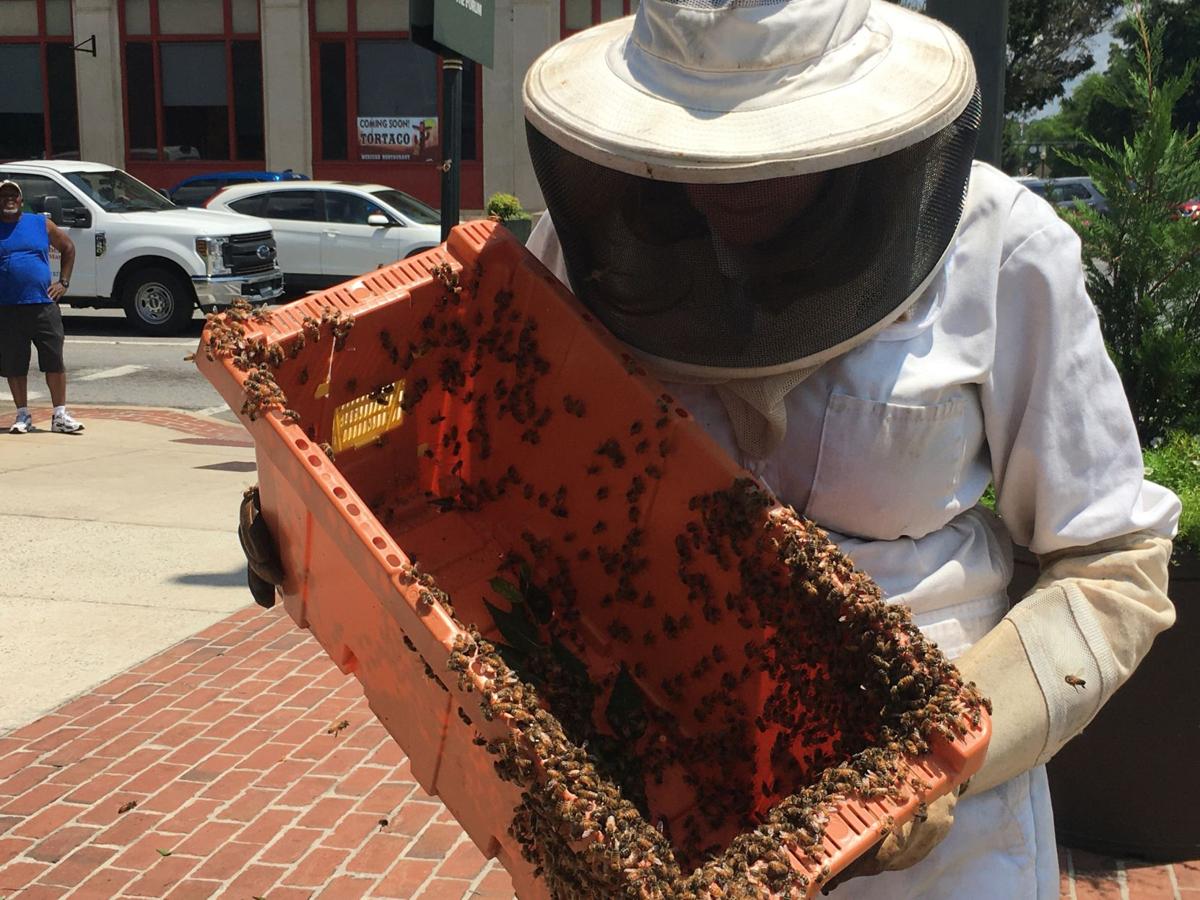 Bee Swarm Red Extract