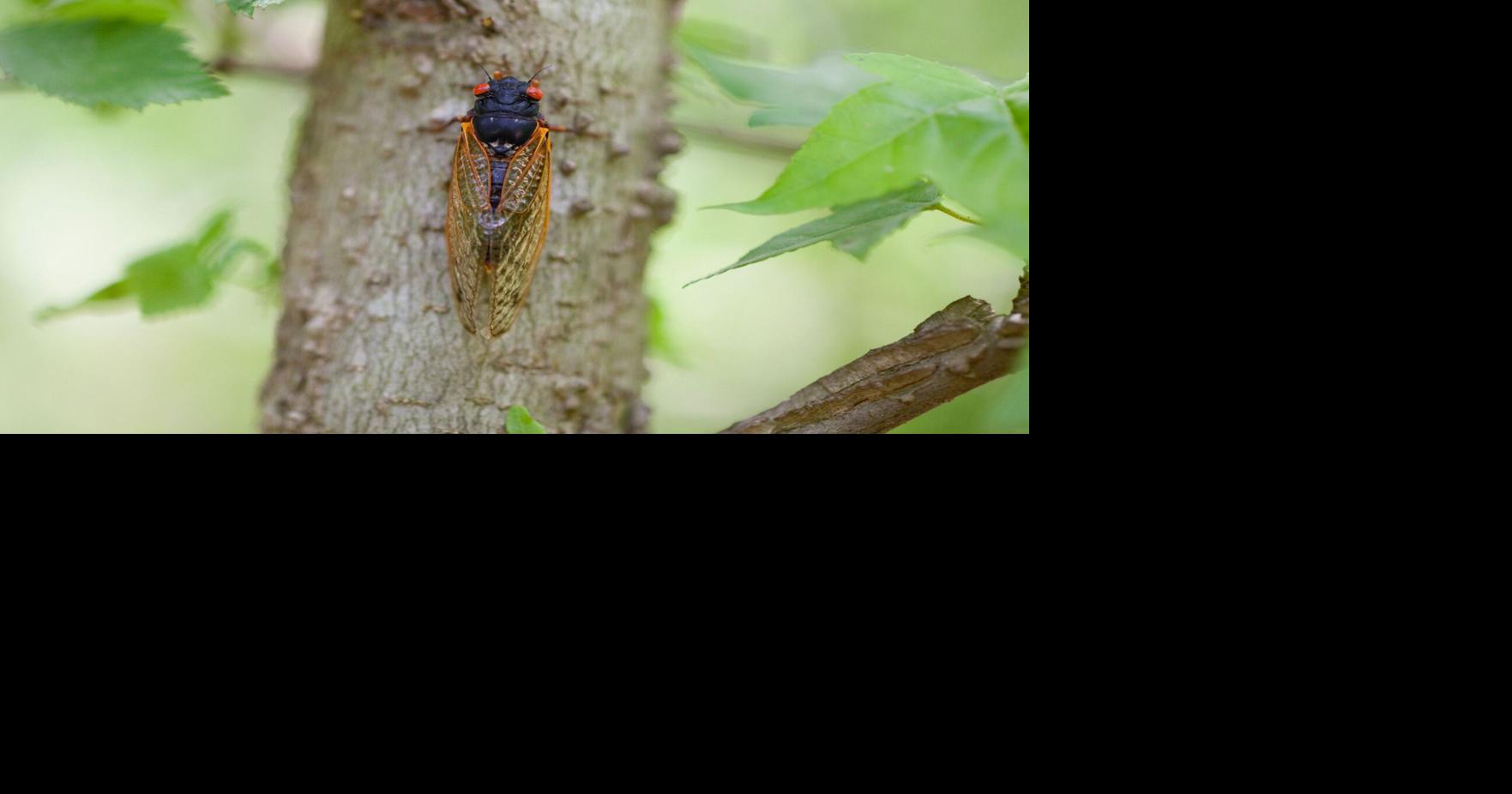 The cicadas are coming to North Local News