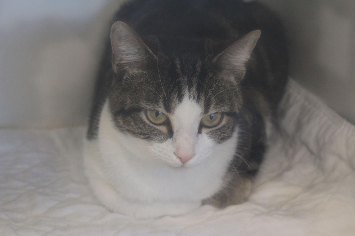 Paws Waives Adoption Fees Through Valentine S Day Local News