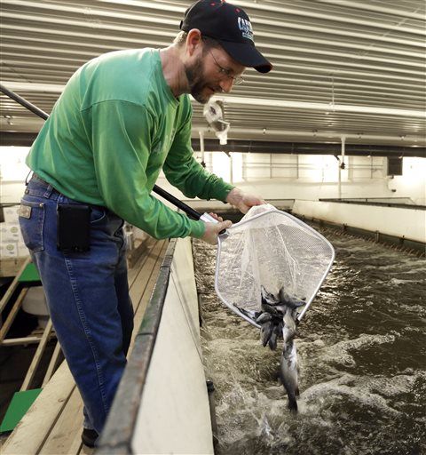 city farmers fish tanks