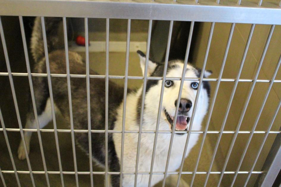 Paws Waives Adoption Fees Through Valentine S Day Local News