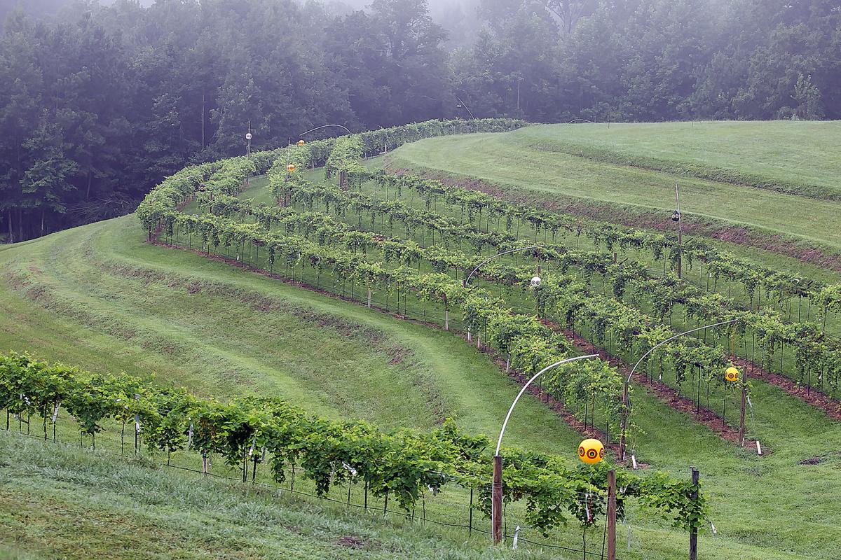Roman Seeking To Develop A Full Scale Winery In West Rome Business Northwestgeorgianews Com