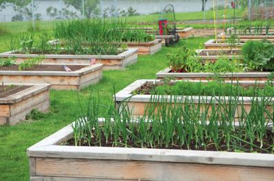 How To Keep Animals Out Of Your Garden Catoosa Walker News Northwestgeorgianews Com