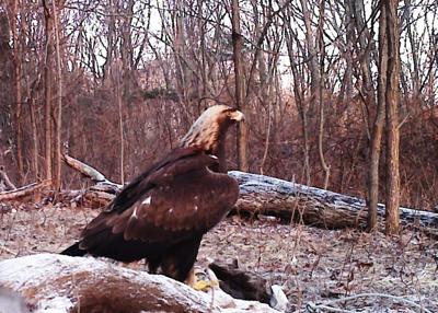 Golden Eagle Study Underway In Chattahoochee National Forest