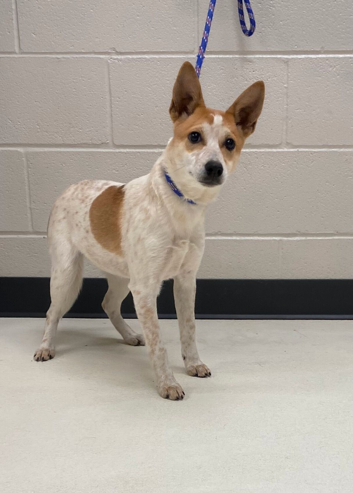 Female clearance red heeler