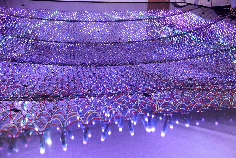 hackberry lab founder and berry college instructor zane cochran