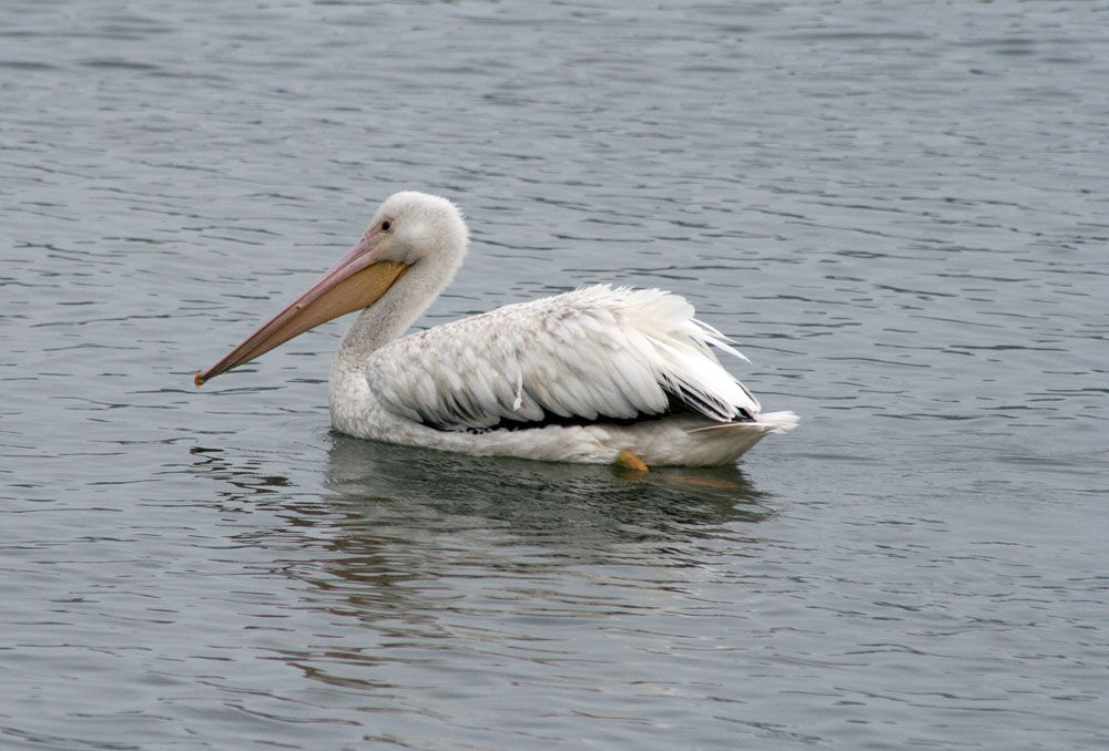 Finding breakfast