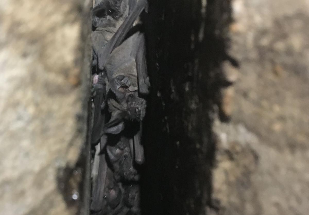 Largest known bridge batroost in is in Calhoun The Calhoun