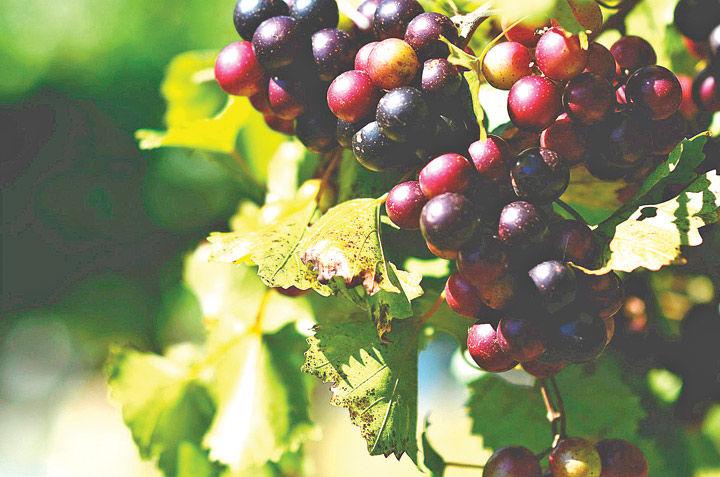 Georgia Winery Hosts U Pick Season For Muscadines Catwalkchatt Northwestgeorgianews Com
