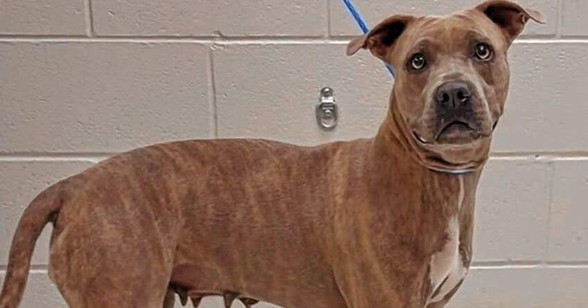 Gordon County adoptable pets