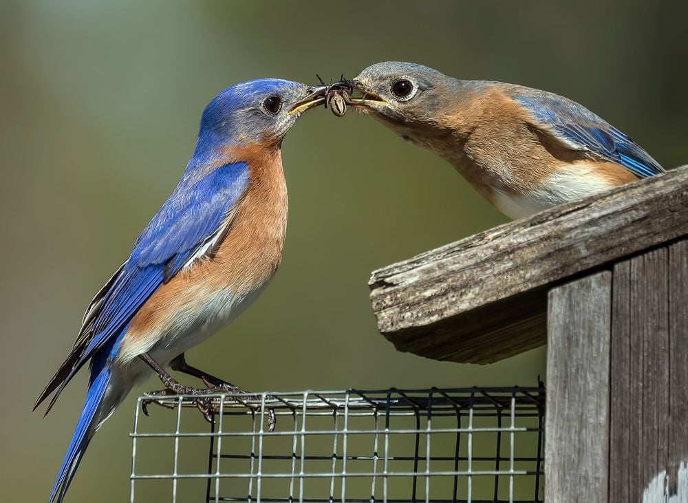 Berry professor seeks help to finance bluebird research | Local ...