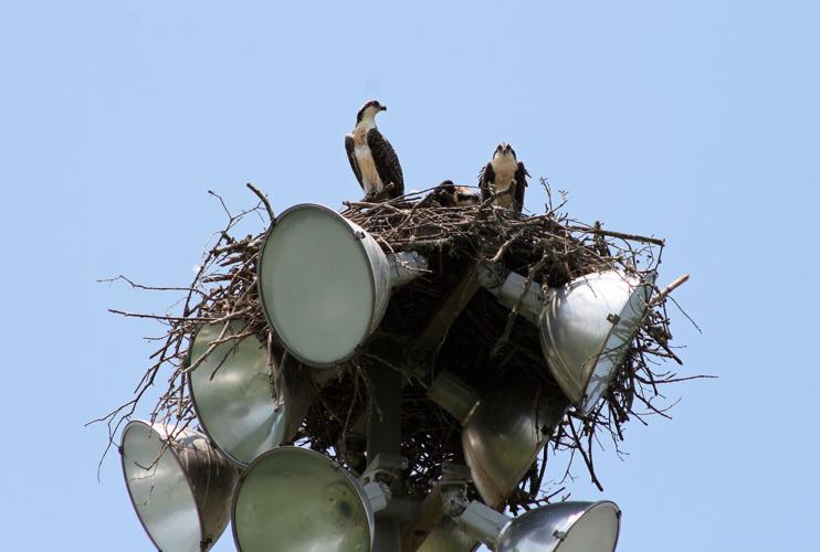 Young osprey perch atop a nest at Grizzard Park