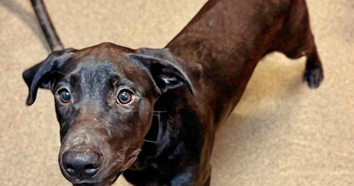 Pets of the week for Oct. 17, 2026
