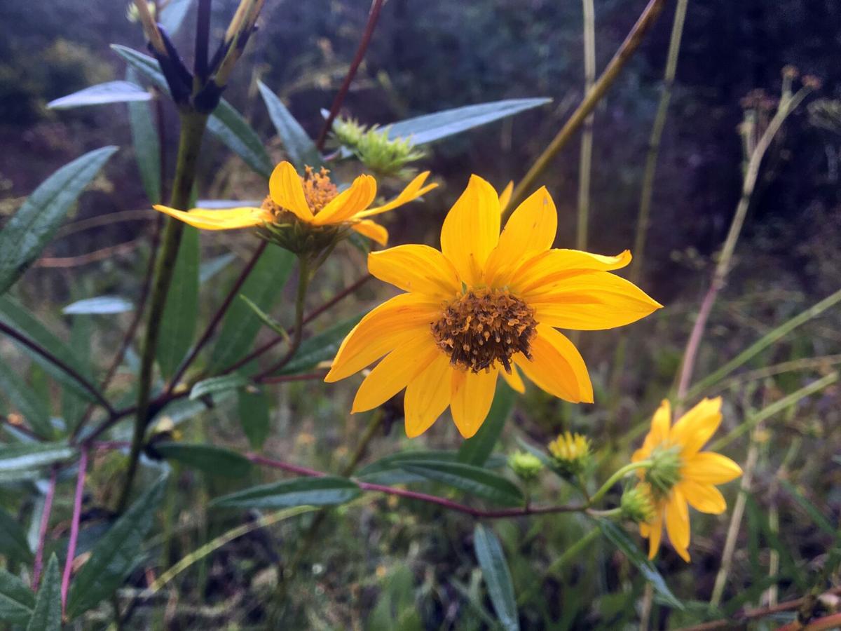 Rarest of the rare wildflowers blooming near Cave Spring Local News