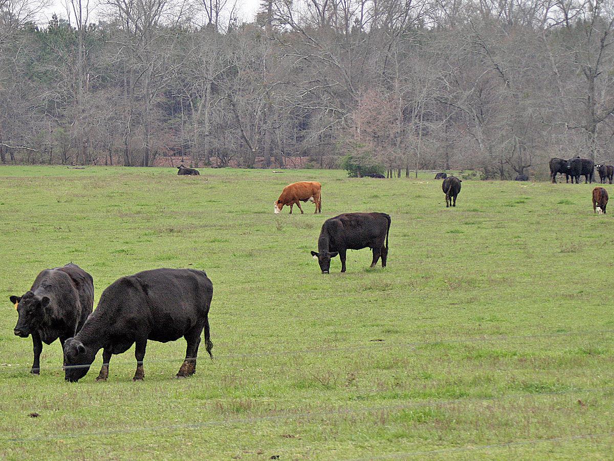 Ag week