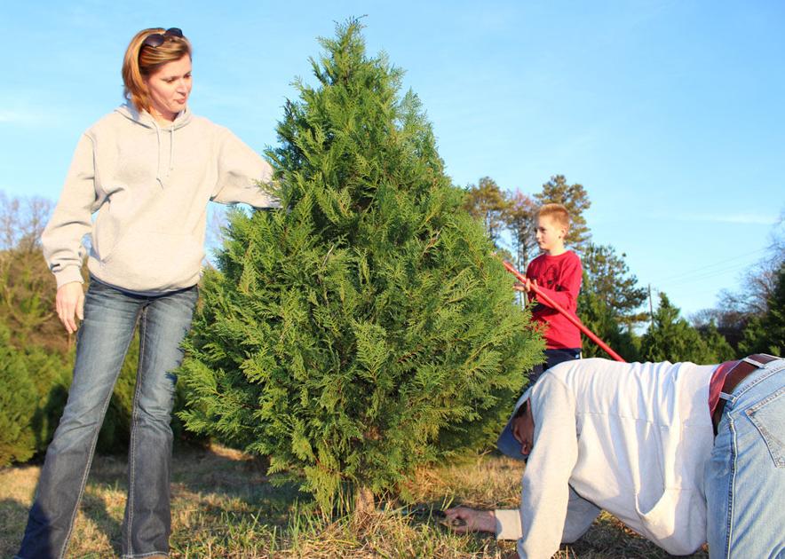 Cutting Your Own Christmas Tree This Season What You Need To Know Local News Northwestgeorgianews Com