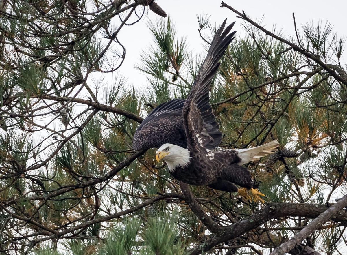 Eagles in Garden Lakes Gallery