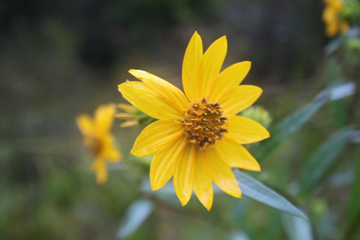 Rarest Of The Rare Wildflowers Blooming Near Cave Spring Local News Northwestgeorgianews Com