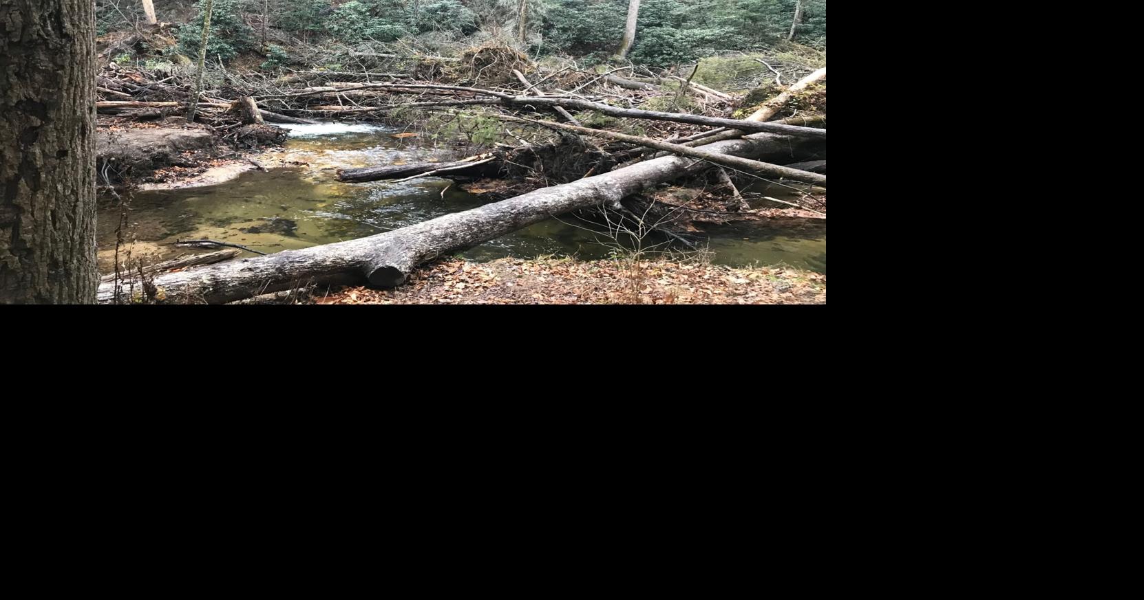 TALKING TROUT Trees are so much more Sports